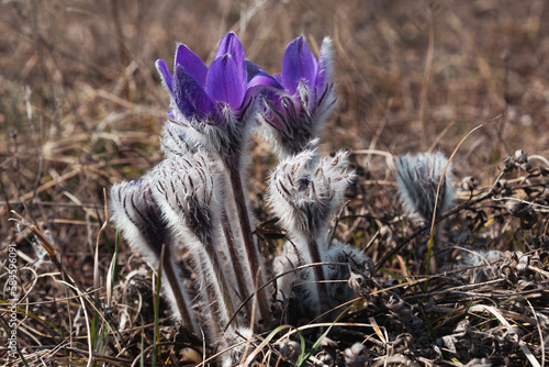Obraz na płótnie Pulsatilla halleri or pulsatilla taurica flowers in Crimea w salonie