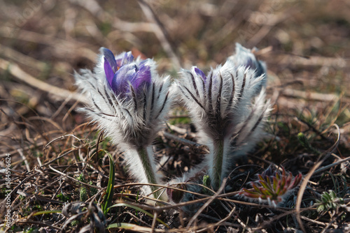 Fluffy flowers of Pulsatilla vernalis bloom in nature in spring