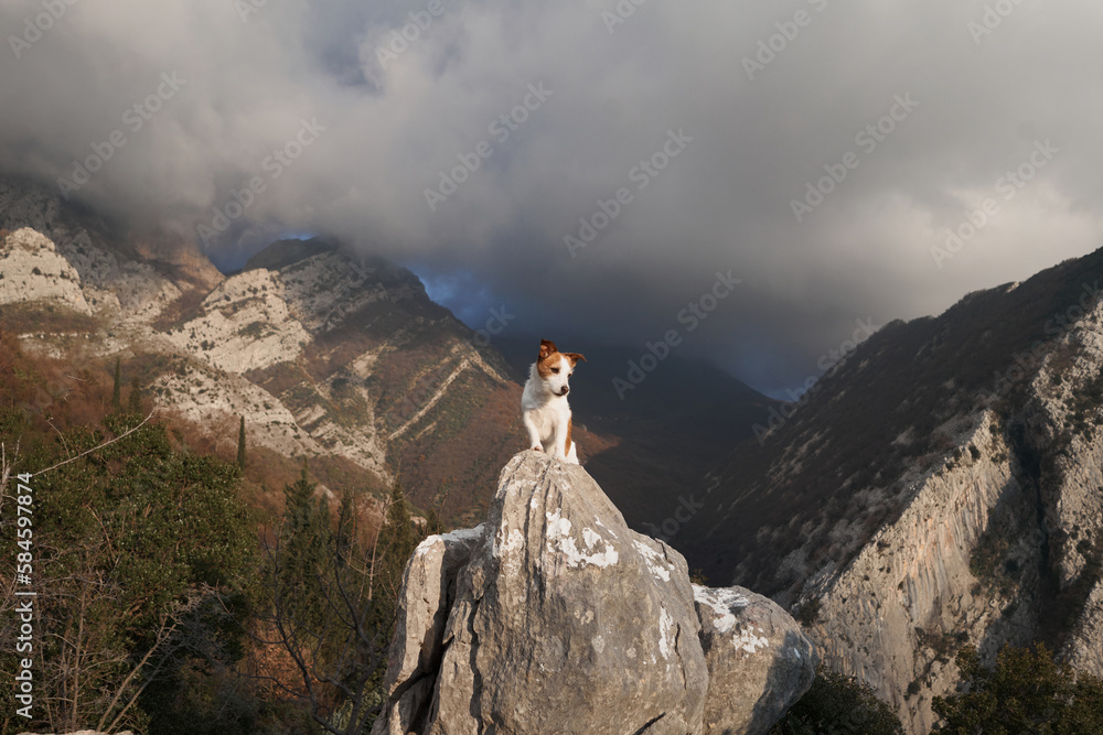 dog on a stone at mountains. Hiking with a Pet. Jack Russell Terrier in nature, at its peak