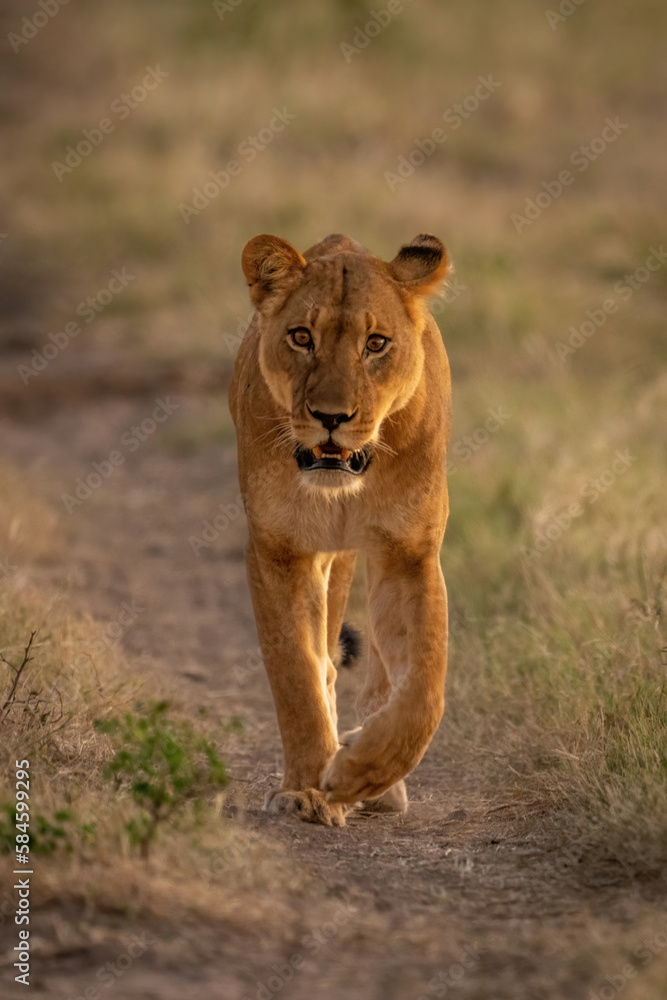 Naklejka premium Lioness walks towards camera along sandy track