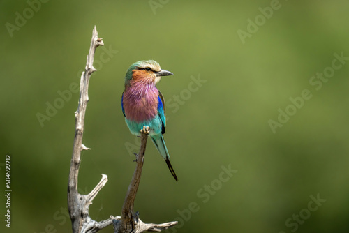 Lilac-breasted roller on dead branch in sunlight
