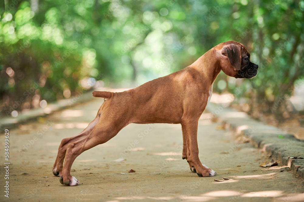 Boxer dog puppy full height side view portrait at outdoor park walking