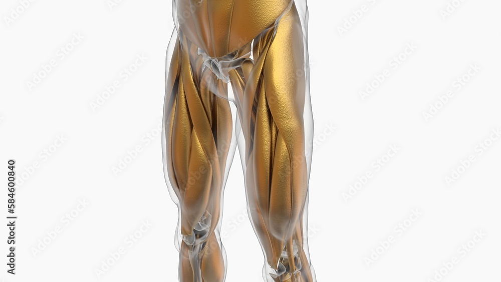 Human Muscle Anatomy For Medical Concept 3D Illustration Human Muscle Anatomy For Medical Concept 3D Illustration