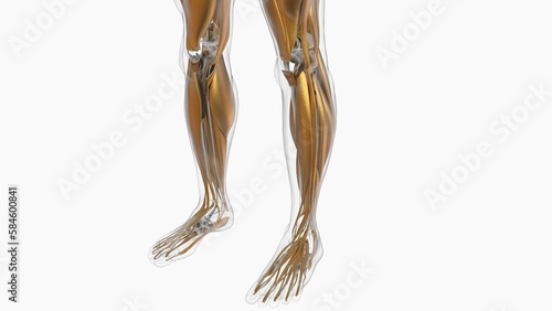 Human Muscle Anatomy For Medical Concept 3D Illustration