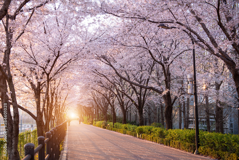 Beautiful cherry blossoms in spring season at Seoul city, South Korea ...