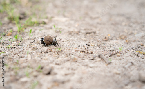 Two dung beetle (Geotrupes stercorarius) rolls the ball on the ground. Scarabaeidae. Scarab beetle. Selective focus.