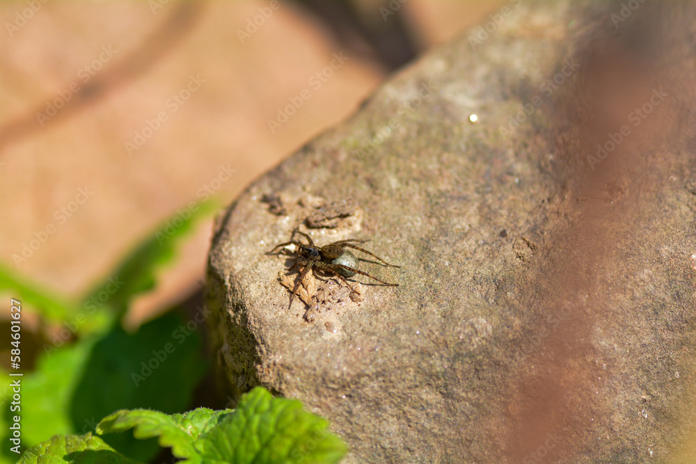 Obraz premium Spider with egg cocoon on a stone