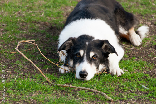 A dog lying on the grass