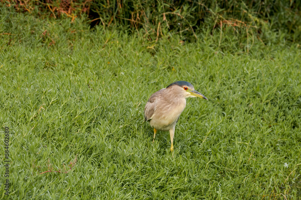 Naklejka premium Immature Black-crowned Night-Herron (Nycticorax nycticorax) in Malibu Lagoon, California, USA