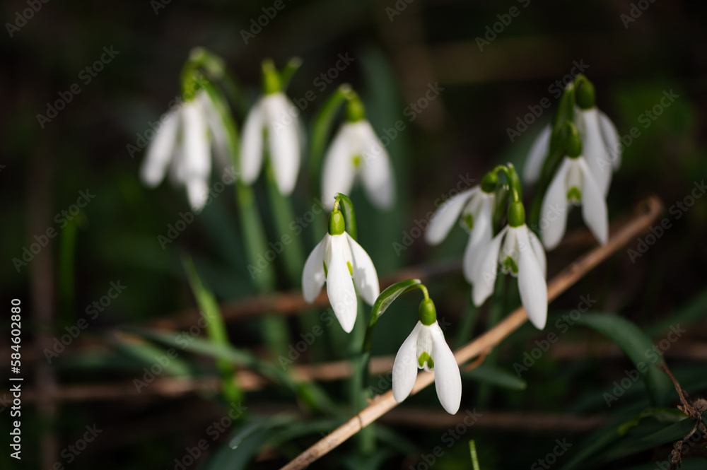 Photography of snowdrops in the forest, spring time, nature beauty Photography of snowdrops in the forest, spring time, nature beauty