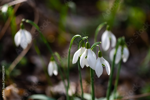 Fototapeta Naklejka Na Ścianę i Meble -  Photography of snowdrops in the forest, spring time, nature beauty