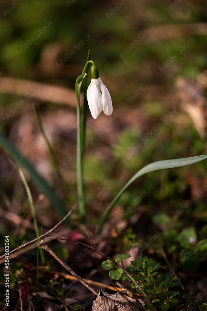 Photography of snowdrops in the forest, spring time, nature beauty Photography of snowdrops in the forest, spring time, nature beauty