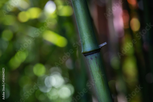 Selective focus of a bamboo stem in the bamboo forest. Dark view. Colorful background. Abstract view.