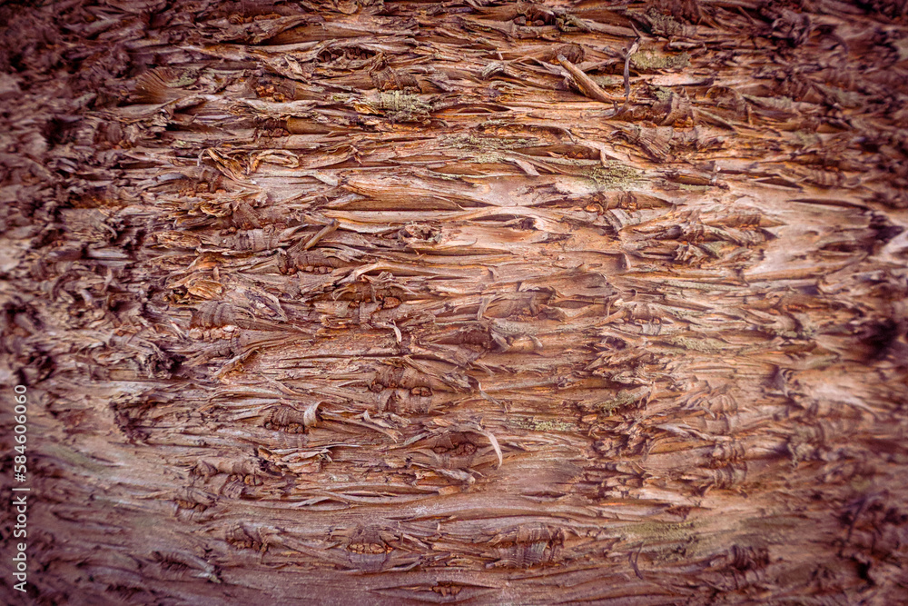 Fototapeta premium Rough pine bark texture, side vignette for background and texture.