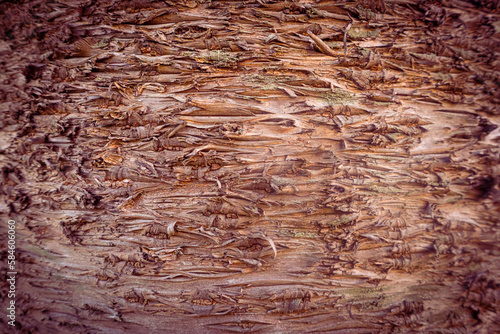 Rough pine bark texture, side vignette for background and texture.