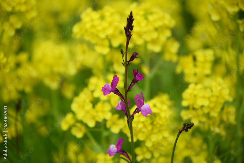 Obraz premium 姫金魚草と菜の花