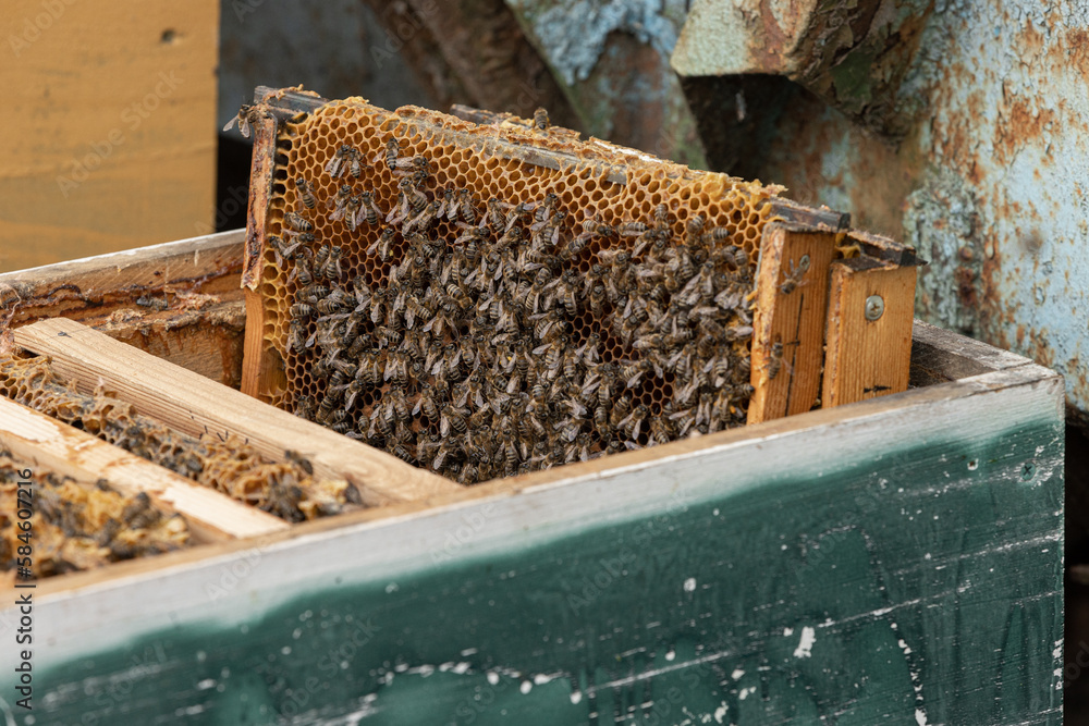 Open hive with frame bees with honey in spring Open hive with frame bees with honey in spring