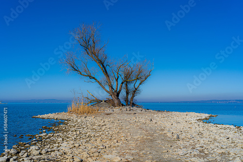 Österreich, Vorarlberg, Bodensee, Naturschutzgebiet Rheinspitz im Frühjahr mit Halbinsel und charakteristischem Baum