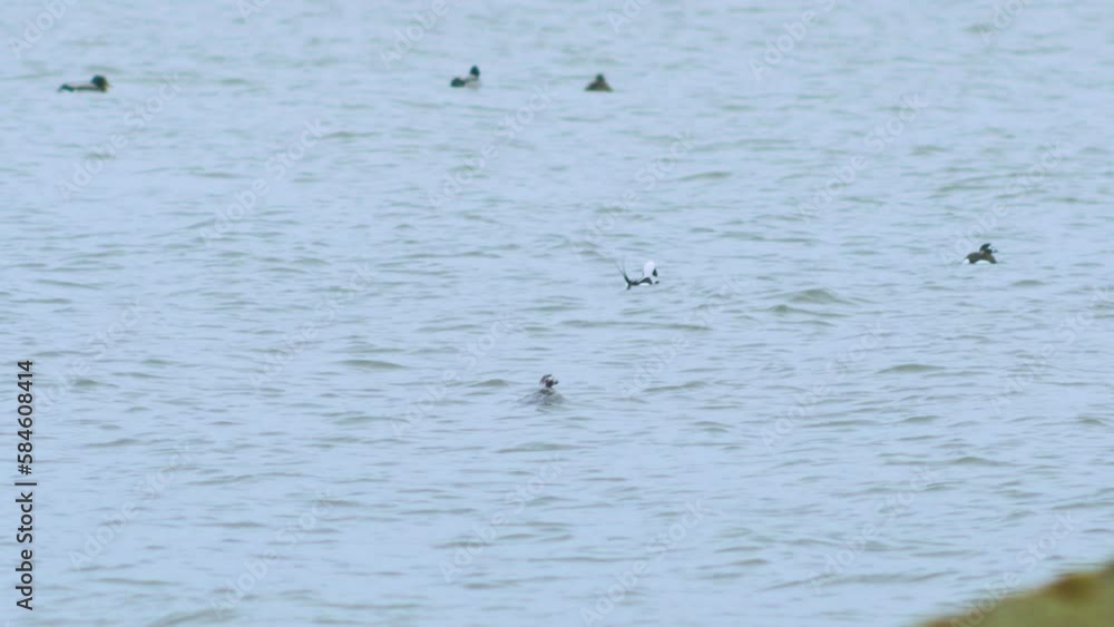 Long-tailed ducks (Clangula hyemalis) flock swimming in water and looking for food, overcast day, distant shot Long-tailed ducks (Clangula hyemalis) flock swimming in water and looking for food, overcast day, distant shot