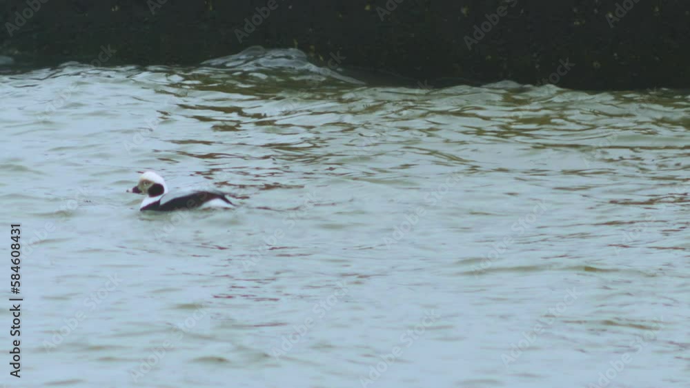 Male Long-tailed duck (Clangula hyemalis) swimming in water and looking for food, overcast day, distant medium shot Male Long-tailed duck (Clangula hyemalis) swimming in water and looking for food, overcast day, distant medium shot
