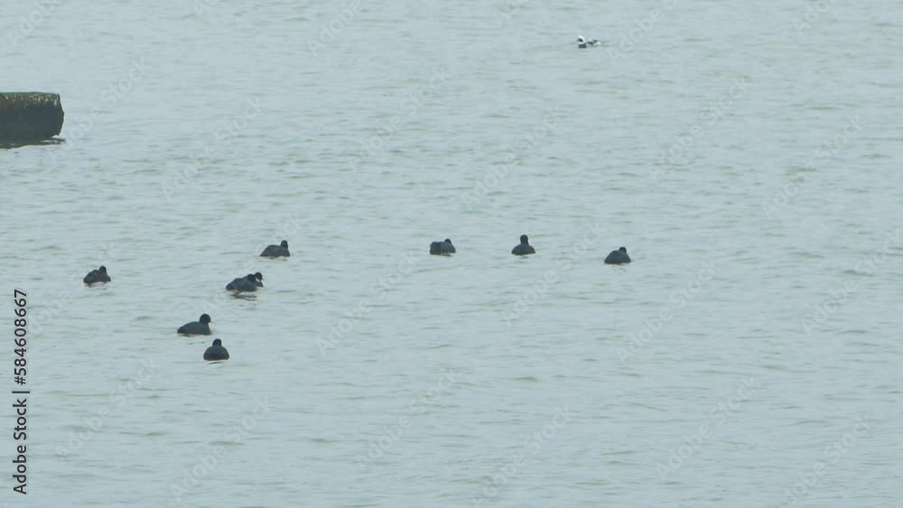 Eurasian coot (Eurasian coot) flock swimming in the water and looking for food, overcast day, distant shot Eurasian coot (Eurasian coot) flock swimming in the water and looking for food, overcast day, distant shot