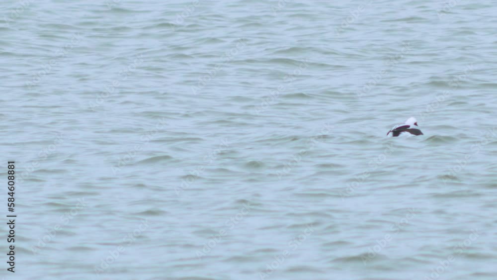 Male Long-tailed duck (Clangula hyemalis) swimming in water and looking for food, overcast day, distant medium shot Male Long-tailed duck (Clangula hyemalis) swimming in water and looking for food, overcast day, distant medium shot
