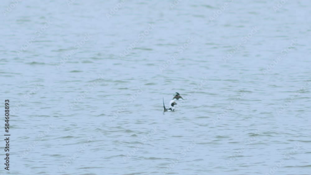 Long-tailed ducks (Clangula hyemalis) flock swimming in water and looking for food, overcast day, distant shot Long-tailed ducks (Clangula hyemalis) flock swimming in water and looking for food, overcast day, distant shot