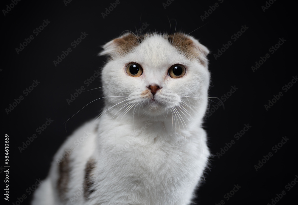 Scottish fold cat is white with spots of color sitting on a black background