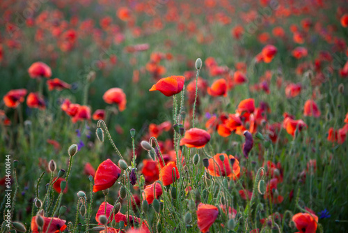 Field of poppies selective focus. Nature summer wild flowers. Vivid red flower poppies plant. Buds of wildflowers. Poppy blossom background. Floral botanical freedom mood. Leaf and bush poppy flower. © Real_life
