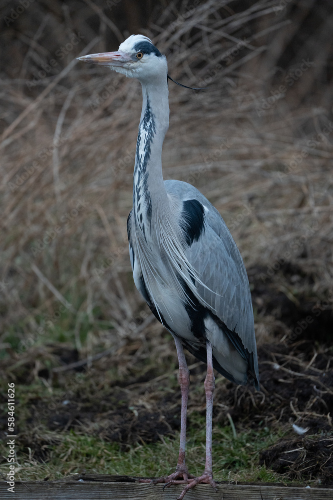 Fototapeta premium Grey Heron wildlife 