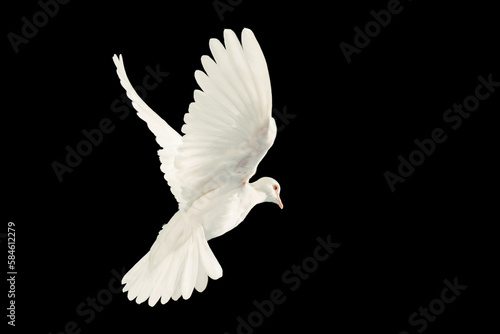 White dove flying on black background and Clipping path .freedom concept and international day of peace 2023