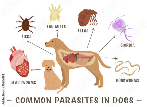 Common external and internal parasites in dogs photo