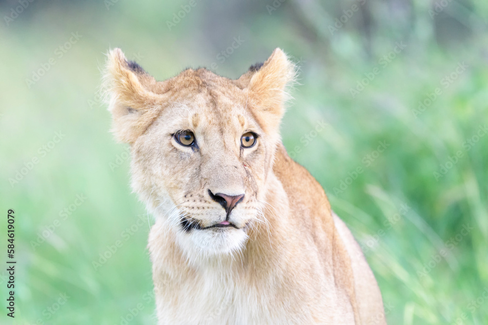 Lion cub (Panthera leo) portrait, Masai mara national reserve, Kenya. Lion cub (Panthera leo) portrait, Masai mara national reserve, Kenya.