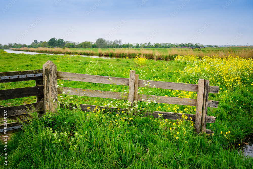 Fence round cattle meadow and yellow flowers in Dutch landscape, North Holland, The Netherlands.