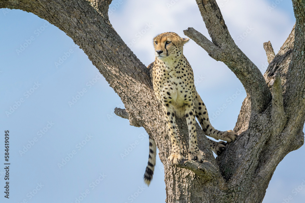 Obraz premium Cheetah (Acinonyx jubatus) sitting in acacia tree, Masai Mara National Reserve, Kenya, Africa