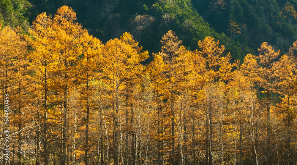 黄葉したカラマツ林、秋のイメージ