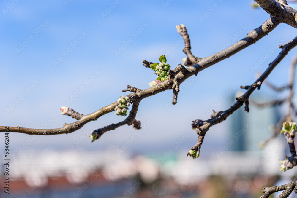 Fresh buds of a budding apple tree on a roof terrace in Vienna with skyscrapers in the background Fresh buds of a budding apple tree on a roof terrace in Vienna with skyscrapers in the background