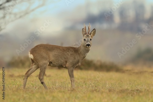 A beautiful roebuck standing on the meadow. Capreolus capreolus. Roe deer in the nature habitat.