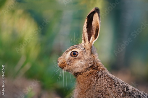 Photography Close up portrait of a european hare