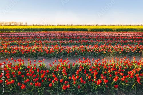 Tulip flowers field farm in spring landscape.