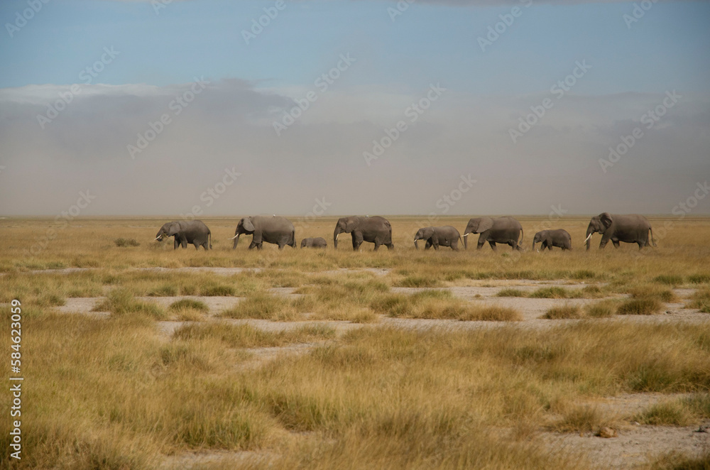 herd of elephants