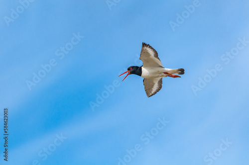 Eurasian Oystercatcher (Haematopus ostralegus) in Barents Sea coastal area, Russia