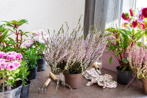 Planting autumn flowers in pots, decorating a balcony or terrace in autumn, heather planting, chrysanthemums and impatiens, rosemary and pepper