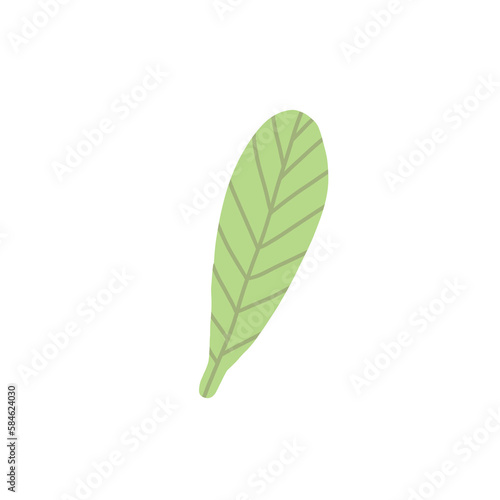 Delicate Organic Leaf