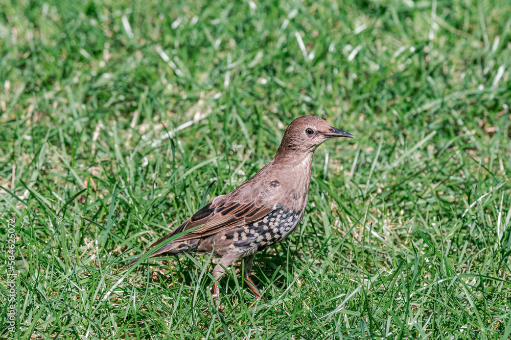 Molting Common Starling (Sturnus vulgaris) in park Molting Common Starling (Sturnus vulgaris) in park