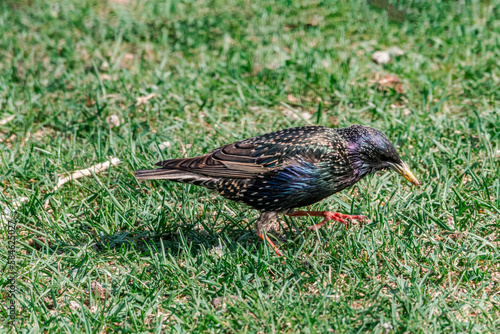 Common Starling (Sturnus vulgaris) in park