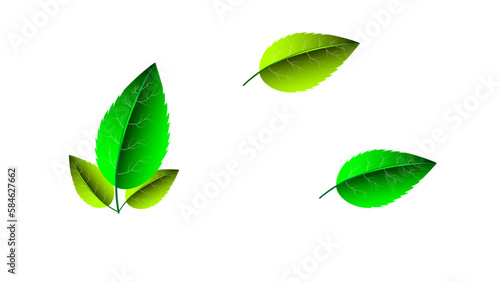 set ofgreen leaves isolated on white background