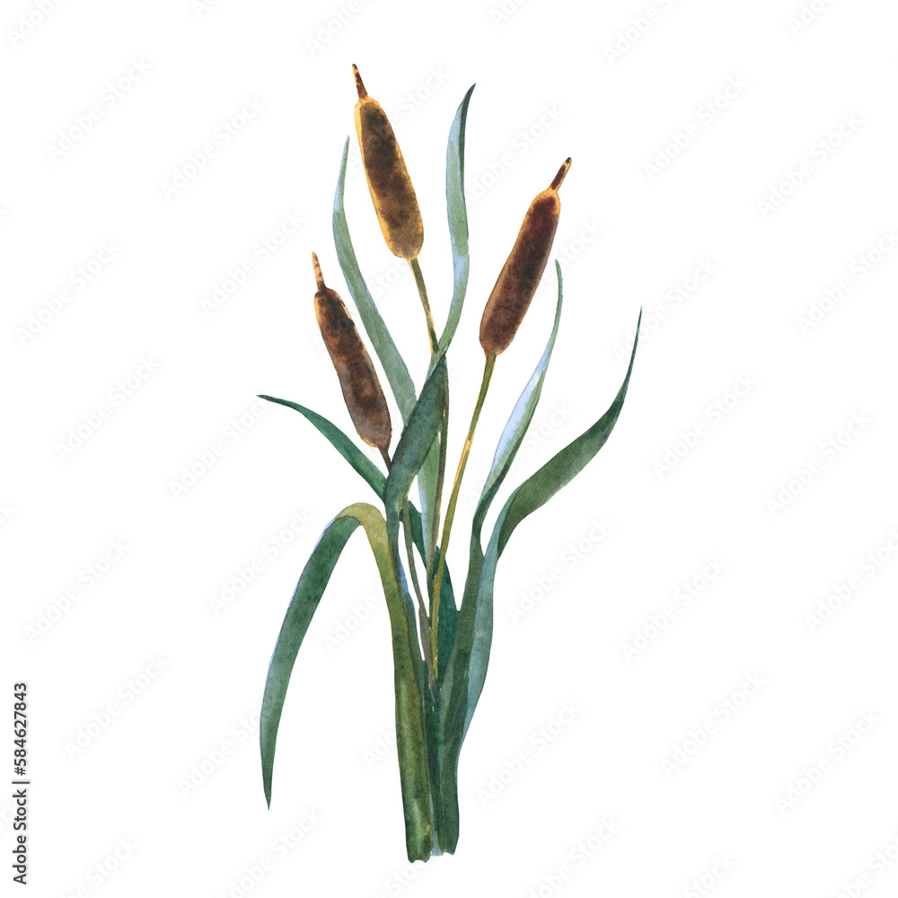 Fototapeta premium Watercolor reeds with leaves isolated on white background. Cattail plant, botany floral water reed cane field stem leaves seed. Hand painting isolaterd on white background.