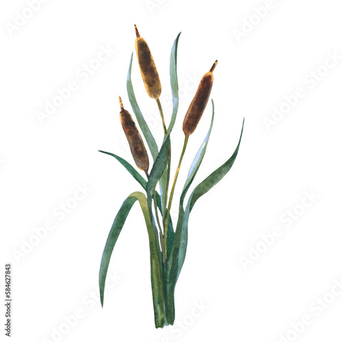 Watercolor reeds with leaves isolated on white background. Cattail plant, botany floral water reed cane field stem leaves seed. Hand painting isolaterd on white background.