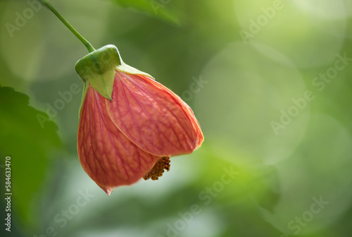 The Chinese Lantern or Abutilon Megapotamicum hibiscus flower on nature background. photo